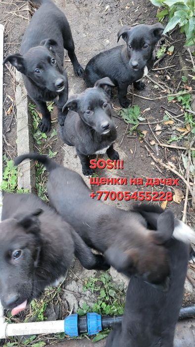 Ищем щенкам Дом !