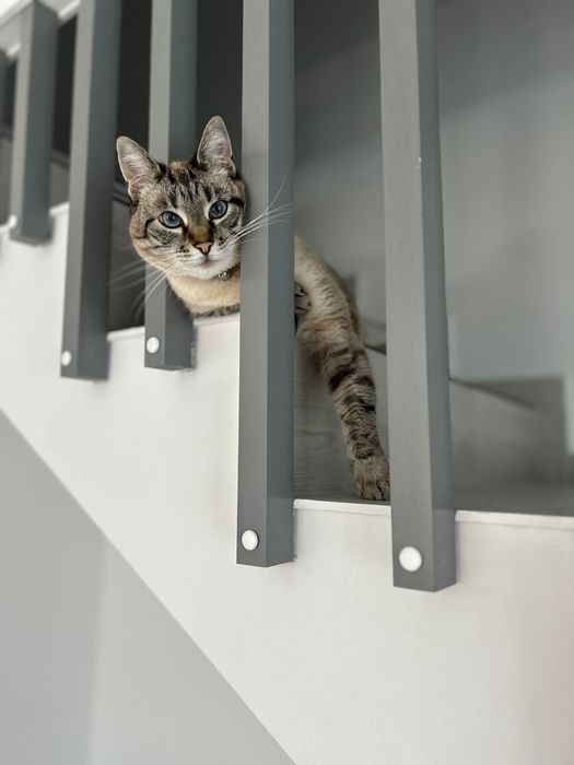 Donez pisică adultă