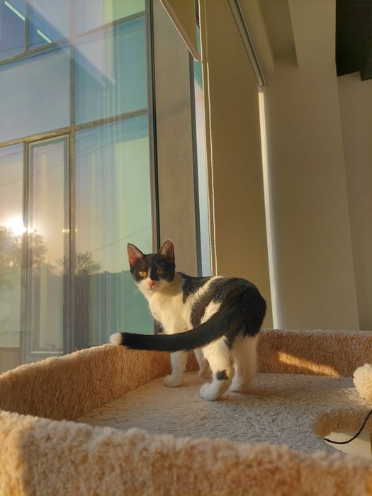 Котенок девочка Ташкент