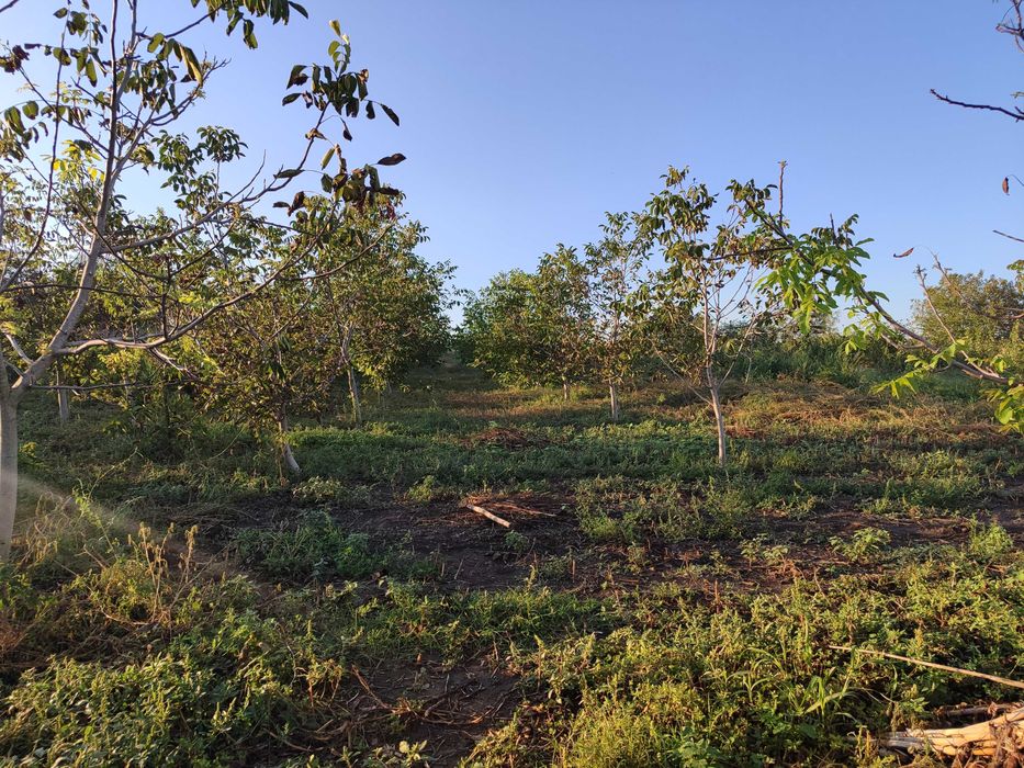 Продава се Къща в с. Сноп, Област Добрич - 80 кв.м за 447 €/кв.м - Снимка #2