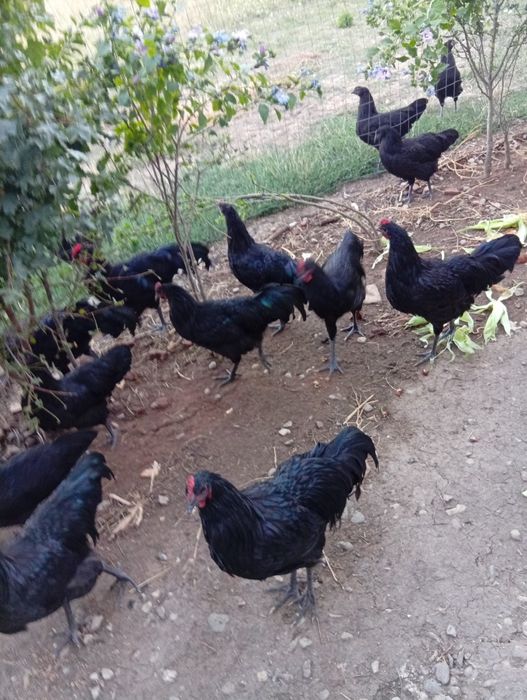 Vând 9 cocosi australorp