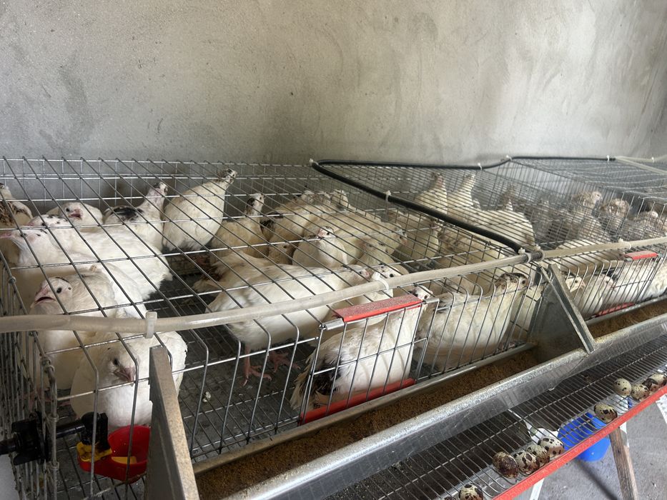 Ouă de prepeliță proaspete – Livrare în Slatina