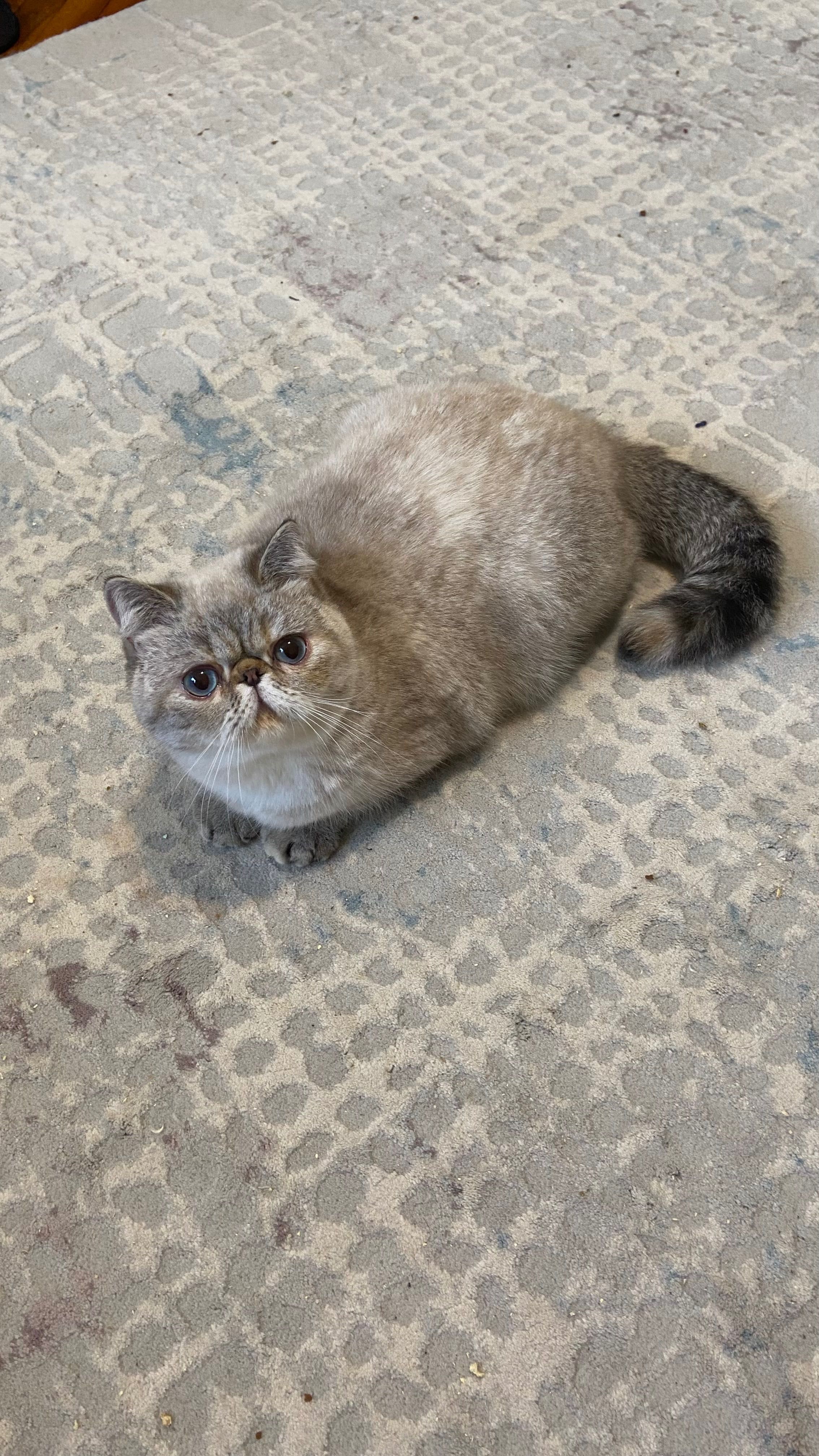 Екзотична късокосместа котка