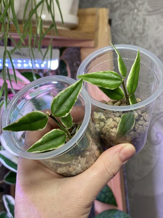 Укорененные черенки хой