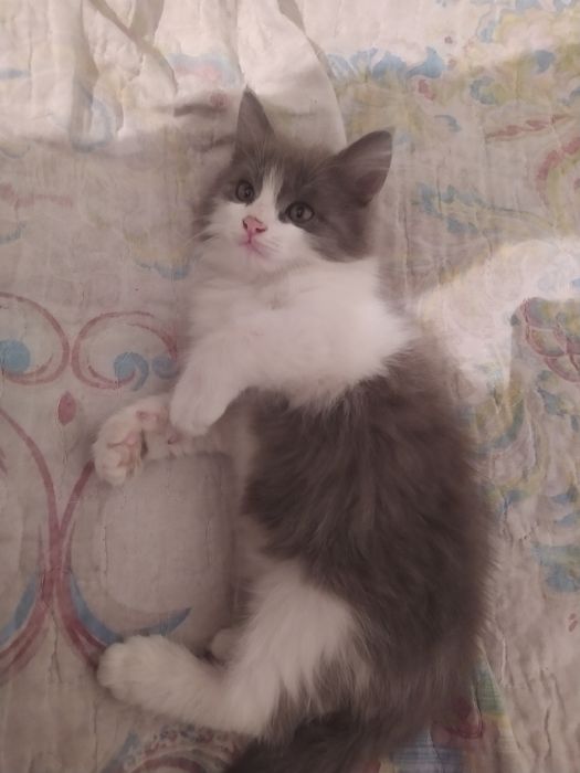 Котенок в добрые руки