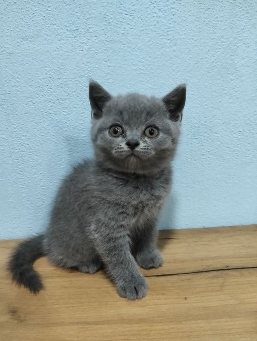 Британский мальчик.