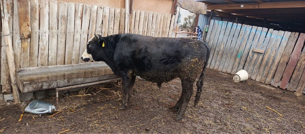 Бычок семиз бука сатылады