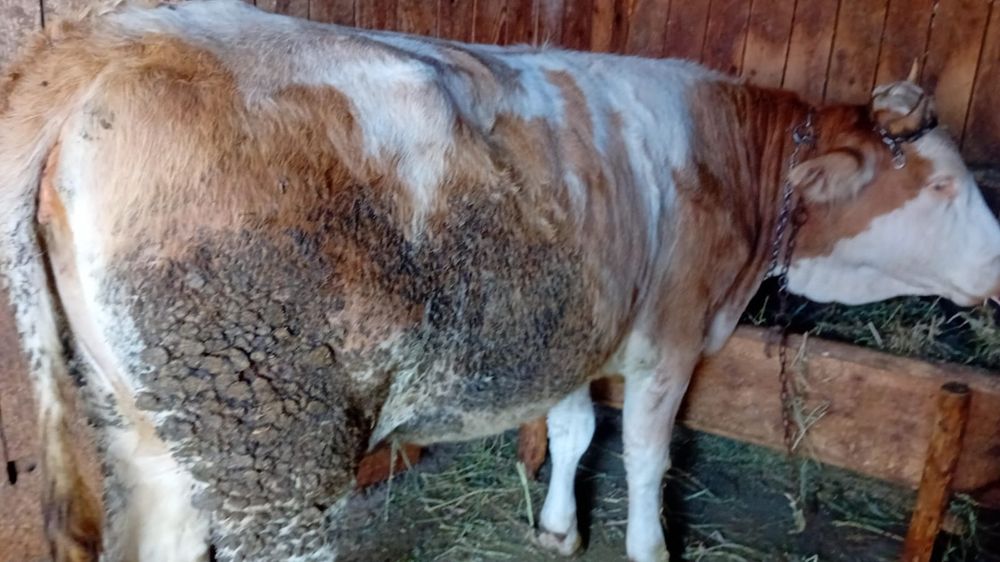 Vând 2 visele pret negociabil la telefon