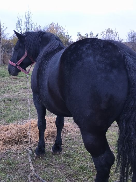 Vând iapa de 7 ani gestanta