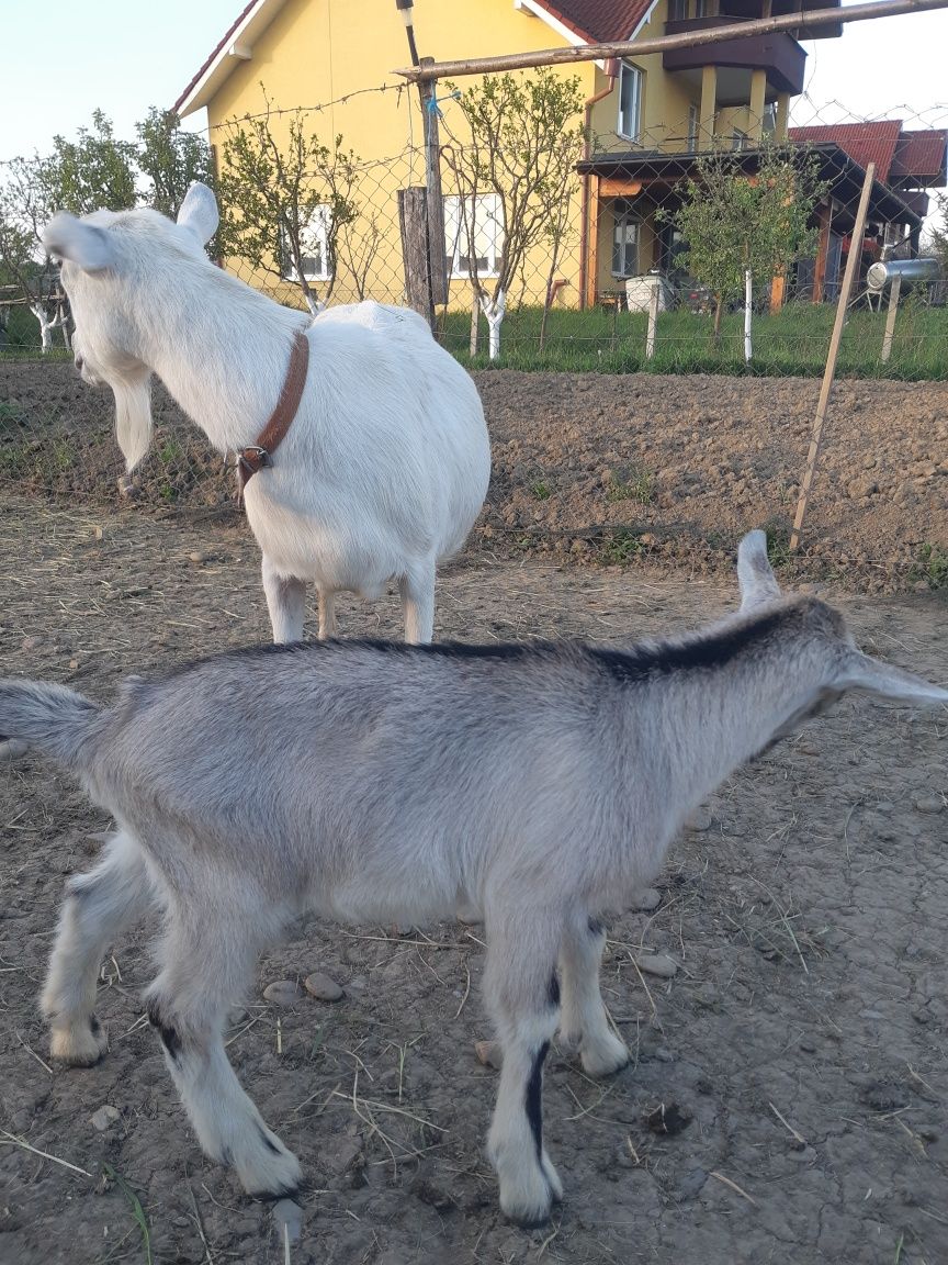 Capră cu ied de vânzare