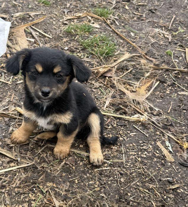 Donez dau spre adoptie o catelusa metis de talie mica