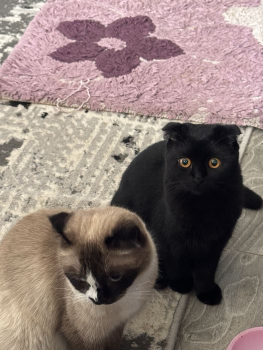 Продаю котят,последние два фото мама котят