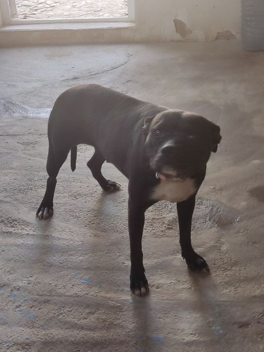 Пит булл сотлади