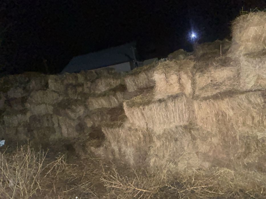 Сено тюковой хороший