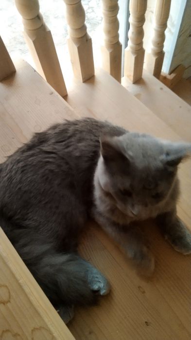 Сотилади жуда акилли ва Тоза мушук