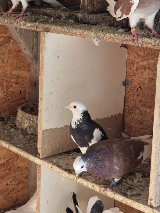 Jucători de birmingham