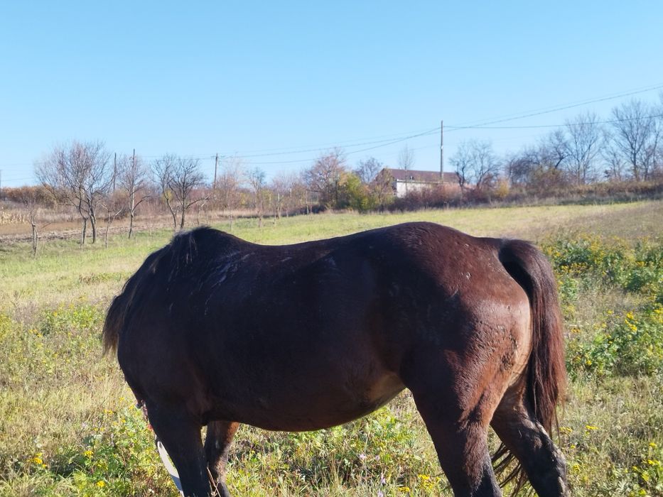 O iapă blondă de vânzare