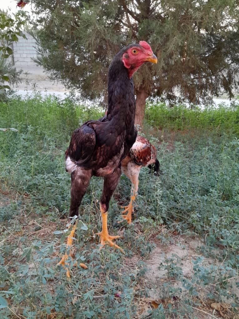 Дакан хуроз авгонистон