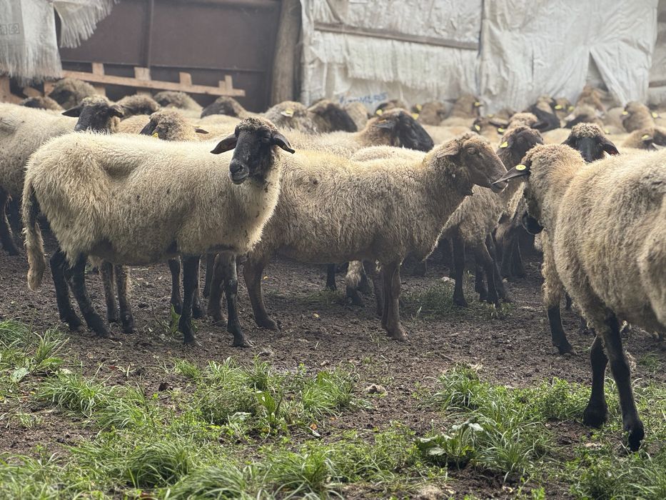 --Vand oi Țigaie---