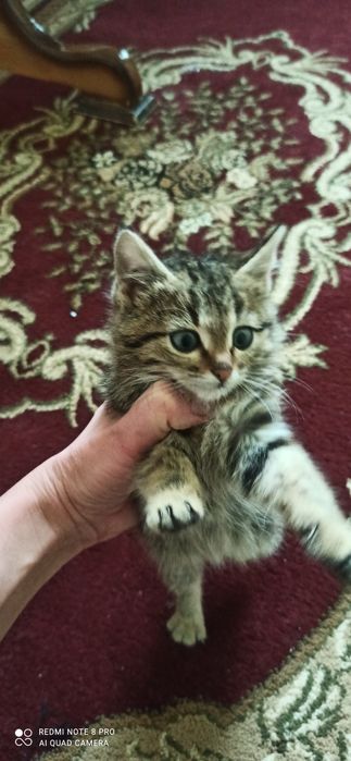 Котята табби продаются