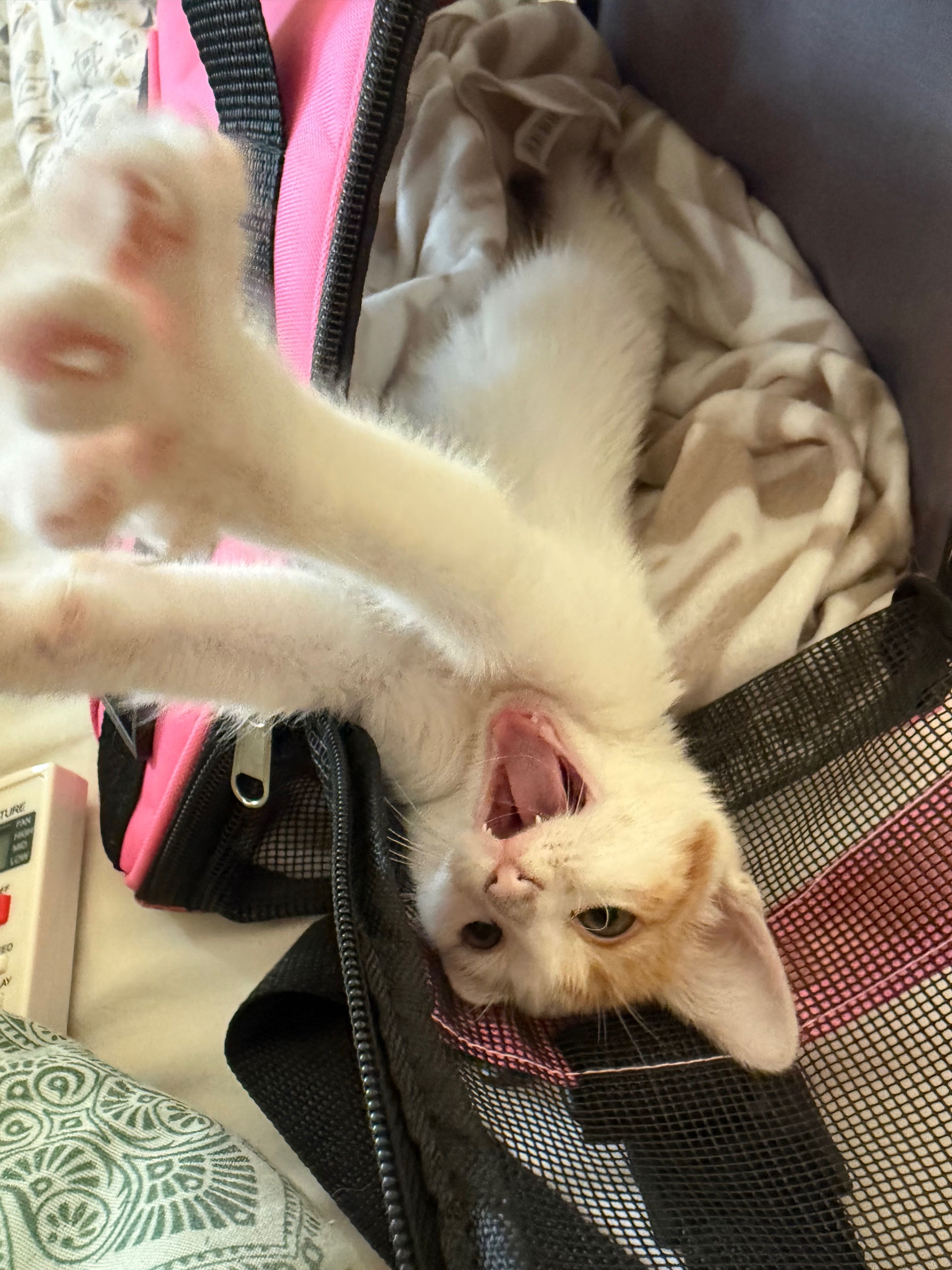 Спешно подарявам котка