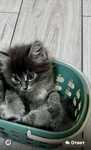 Котята ищут семью