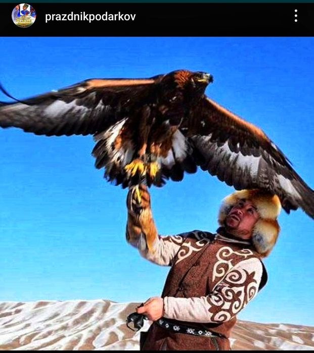 Беркут верблюд лошадь Батыр пони юрта собаки кошки обезьяна тимбилдинг