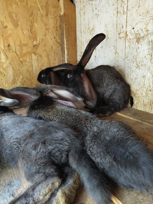 Vand Iepuri Janet german