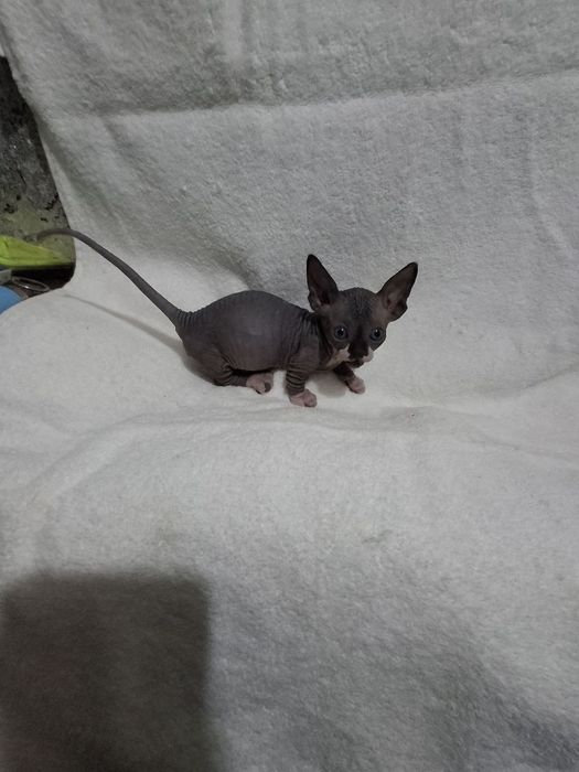 Шикарный мальчик бомбино