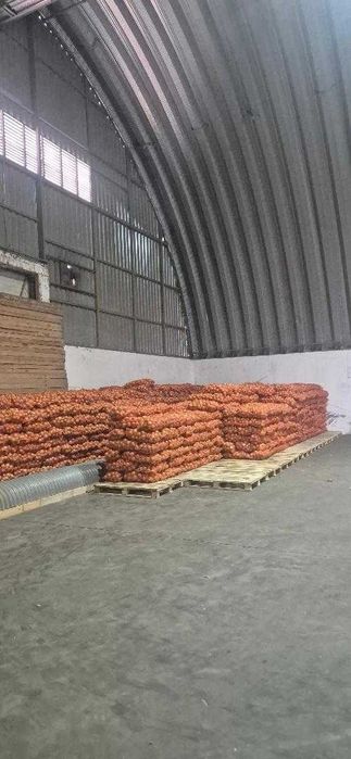 Vand Ceapa En Gros 250 to, Hibrid LEGEND F1