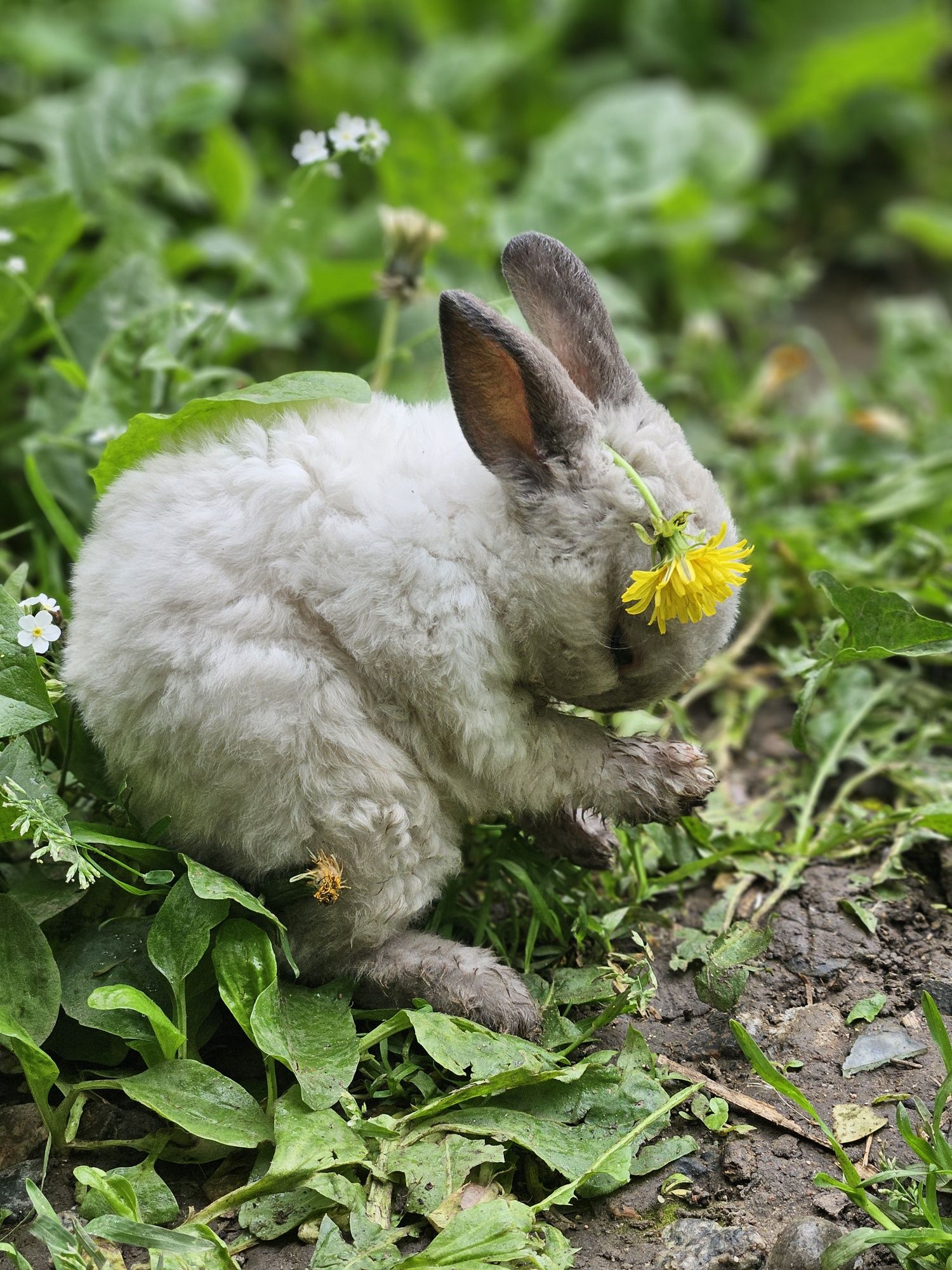 Кролики плюшевые карликовые декоративные