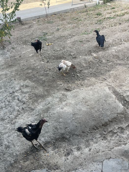 Dakan tovuq dakan дакан