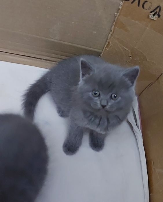 Скотиш Страйт мальчики