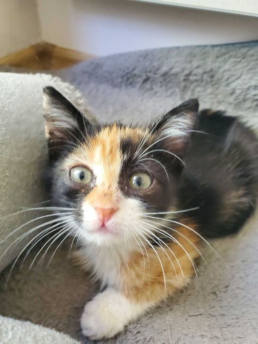 Очарователно момиченце от кафява дреха търси любящ дом