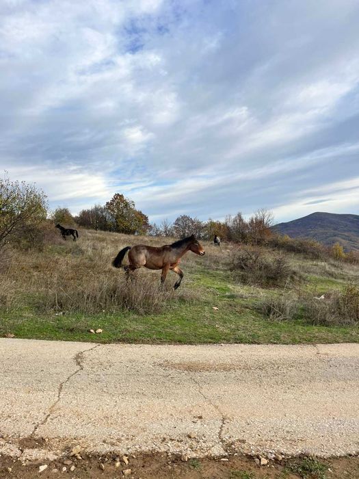 Продавам мъжки кончета