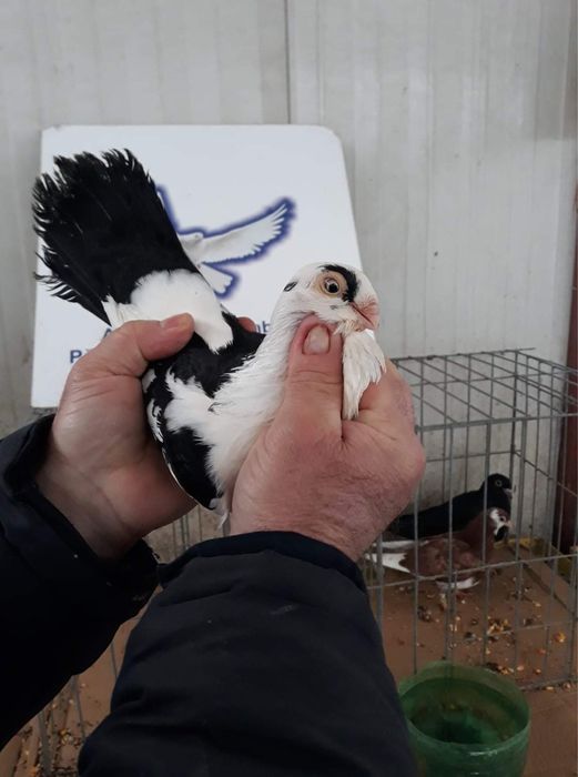 Vând Porumbei jucatori