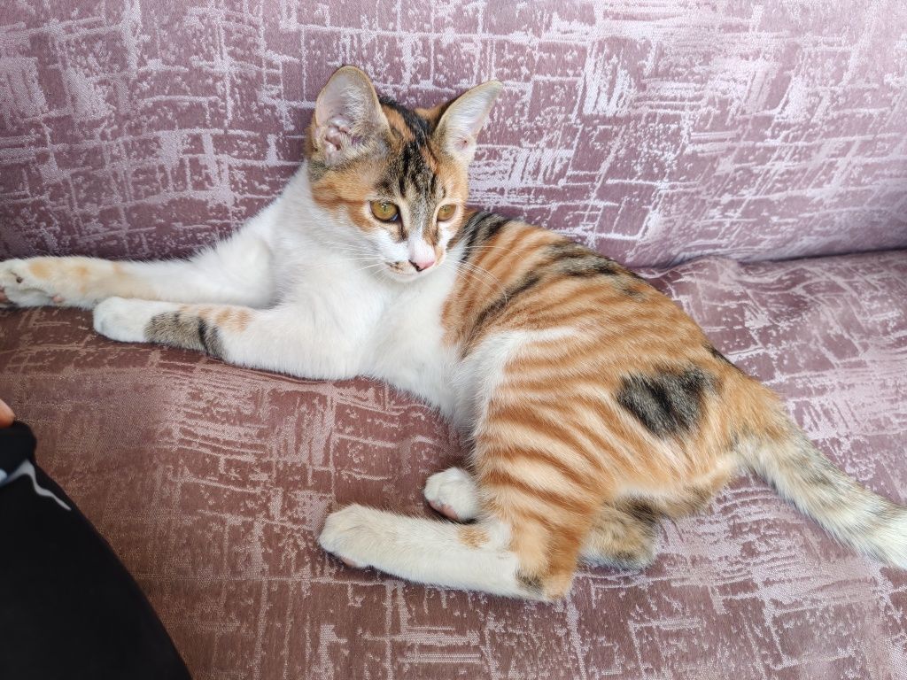 Отдам даром кота