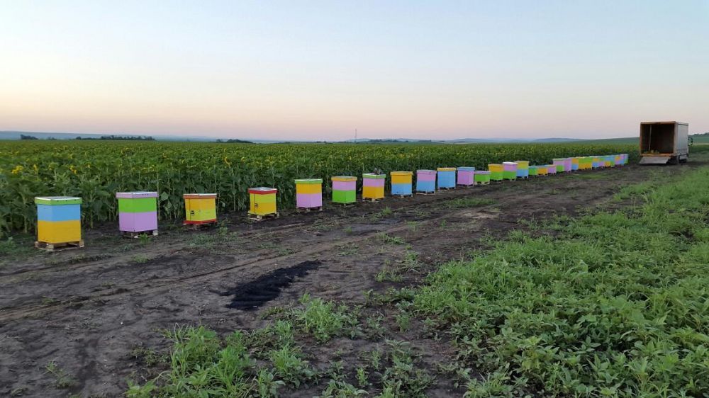 Miere de albine BIO naturala 100% SALCAM Tei polen productie proprie