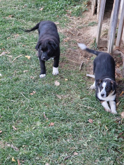 Donez un catelus si o catelusa de talie mijlocie