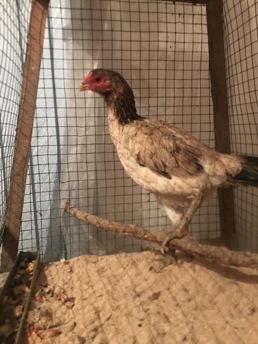 Dakan tovuq sotiladi