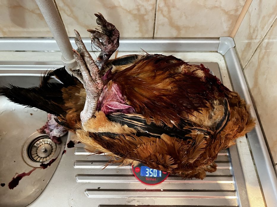 Pui si oua de țară. Pasari hranite 100% cu cereale