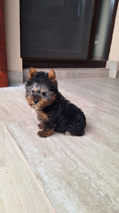 Yorkshire Terrier Toy de rasa pura cu vaccin și deparazitata și carnet