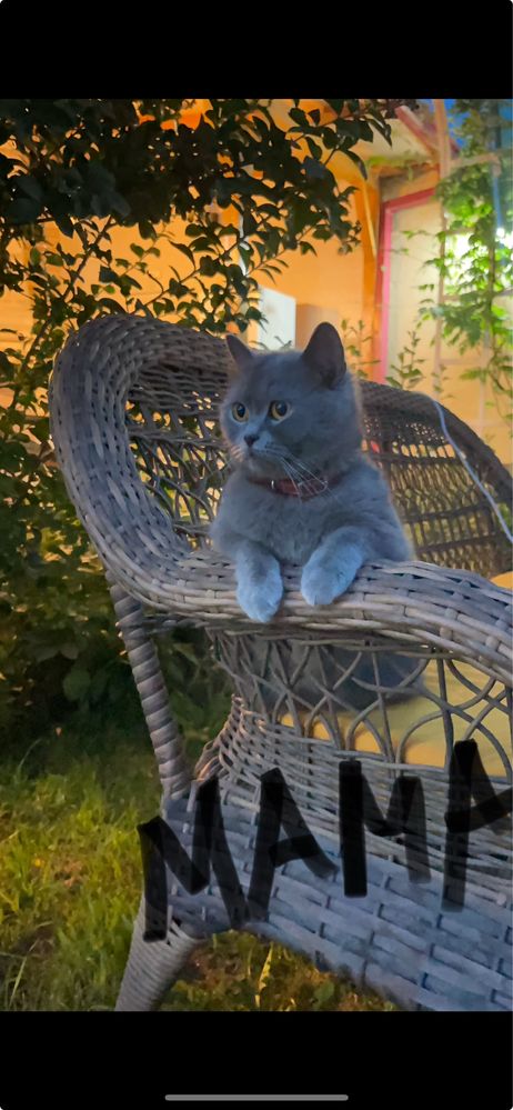 Котята чистокровные Шотладские Вислоухие