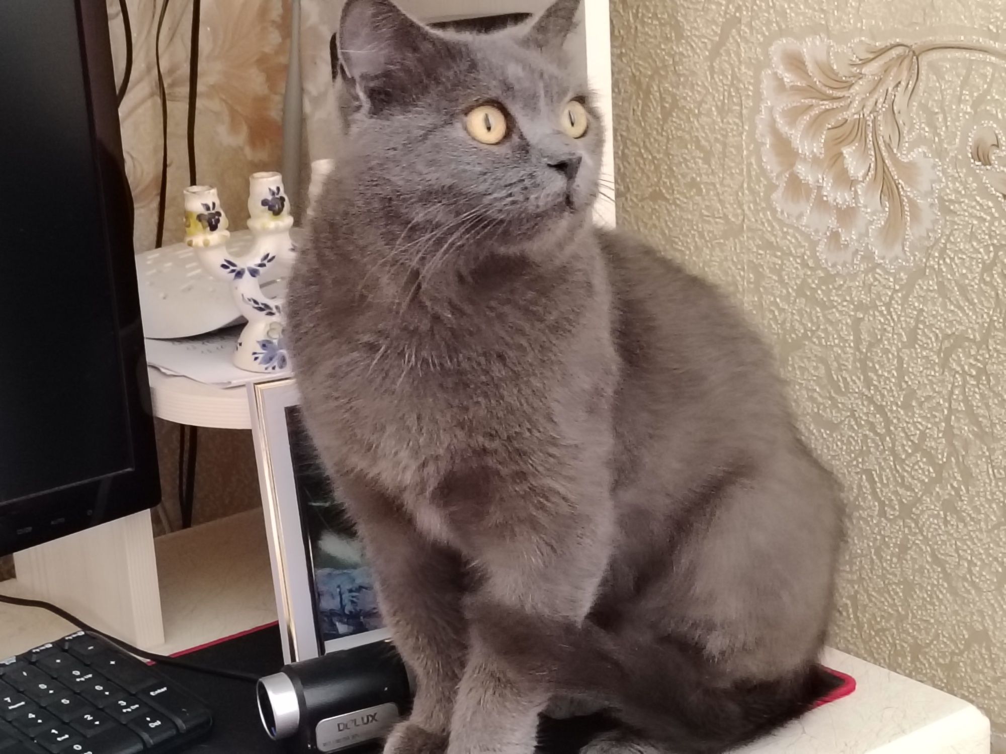 Кошка Британка ищет дом