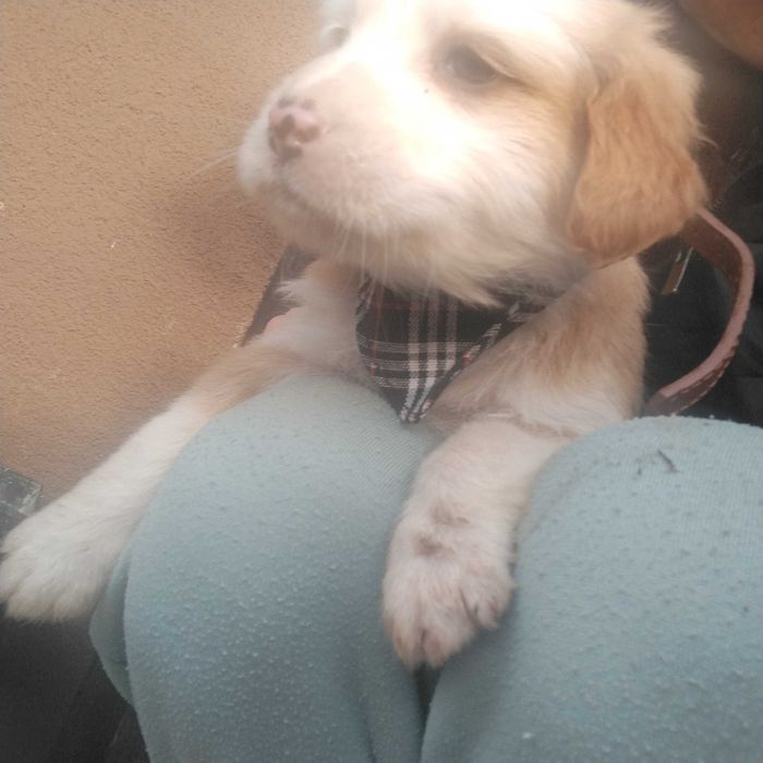 Подарявам най-сладките кученца