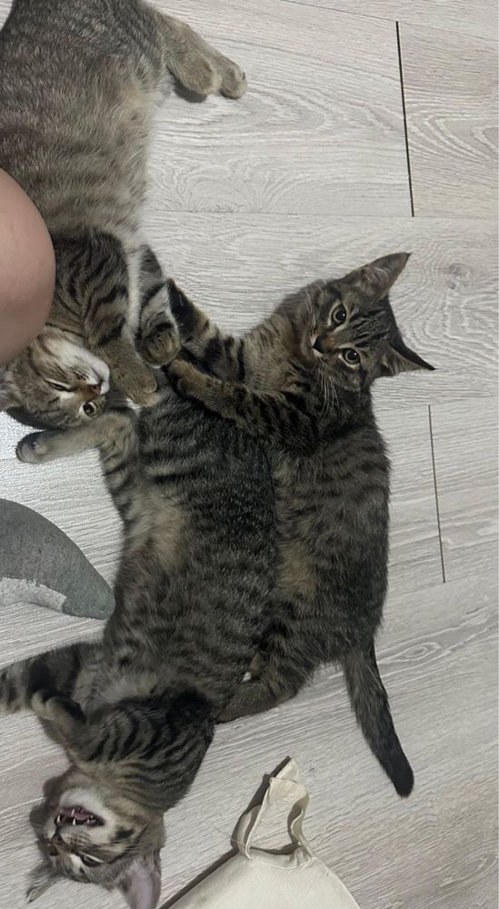 Отдаем котенка сладкую булочку Хану