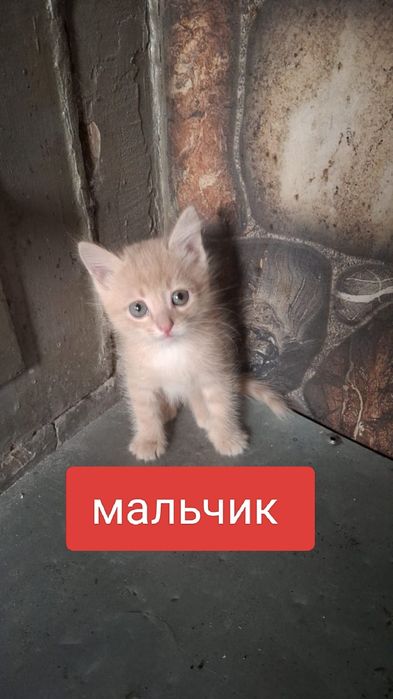 Подарю котят. Кушают.