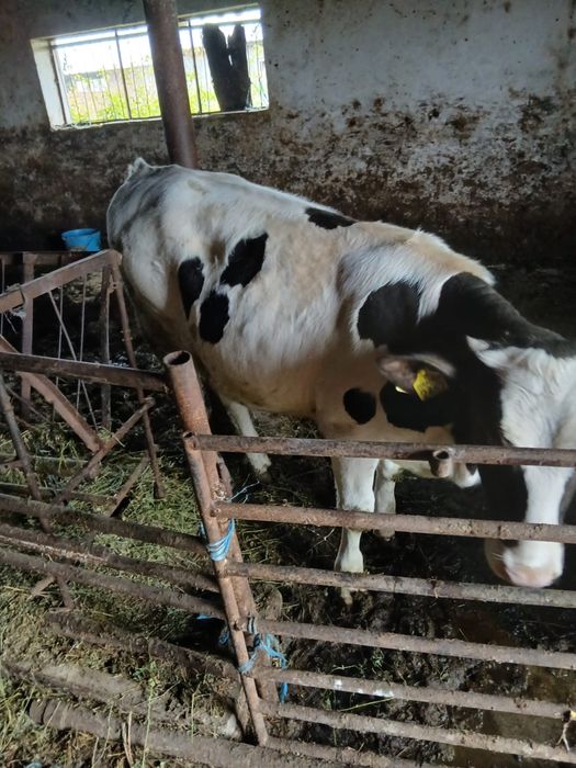 Cand 2 viltele belgiene