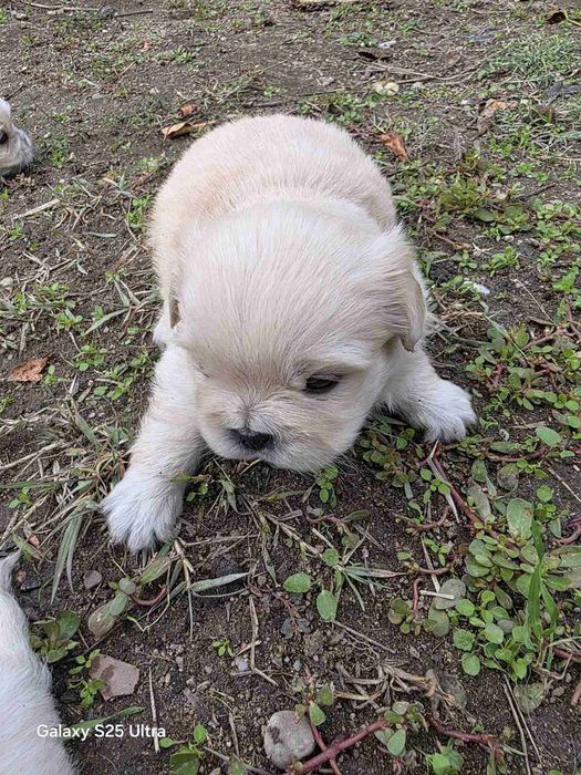 Продавам Пекинези