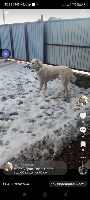 Вязка  кабель 1 год